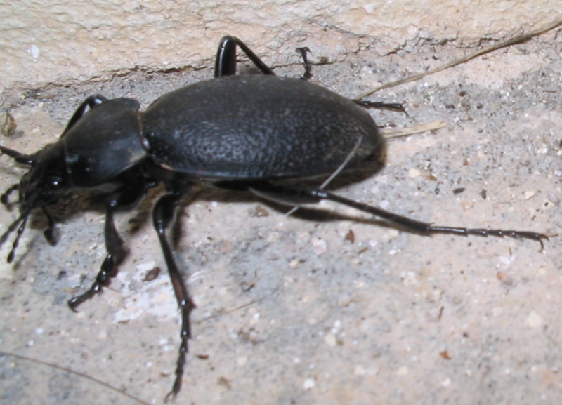 Passeggiatore serale: Carabus coriaceus